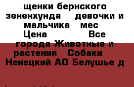 щенки бернского зененхунда. 2 девочки и 2 мальчика(2 мес.) › Цена ­ 22 000 - Все города Животные и растения » Собаки   . Ненецкий АО,Белушье д.